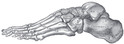 Skeleton of Foot - Lateral arch (external). Skeleton of Foot - Lateral arch (external).