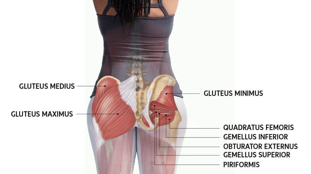 glute muscles anatomical