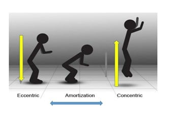 stretch shortening cycle diagram
