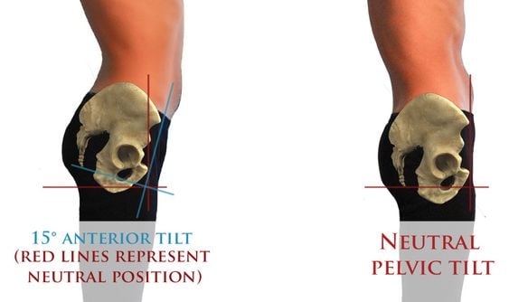 hip anatomy infogrpahic