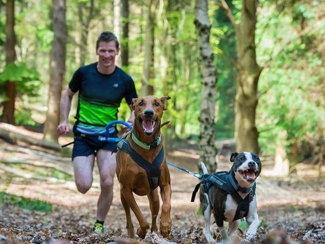 Two dogs on the canicross 