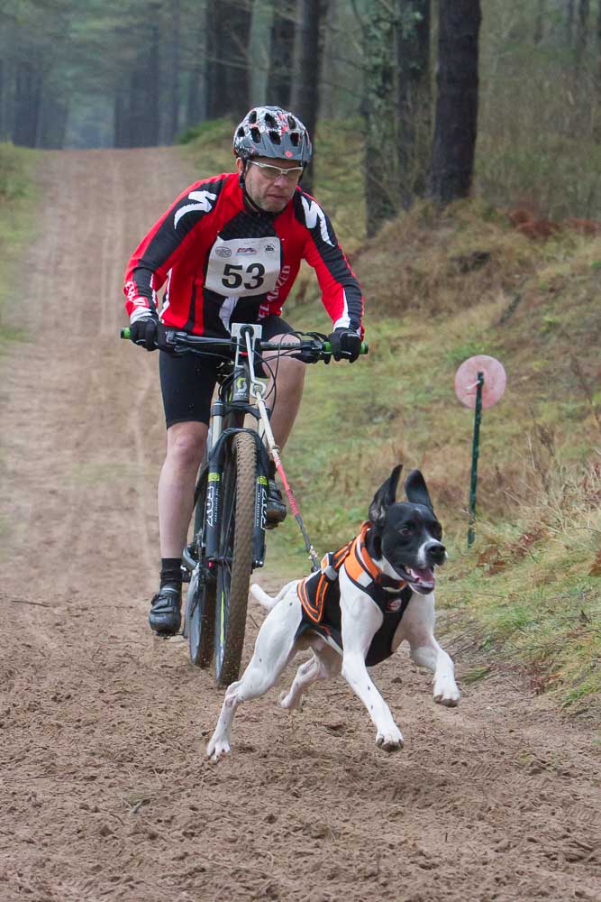 Bijorking is cycling with dogs