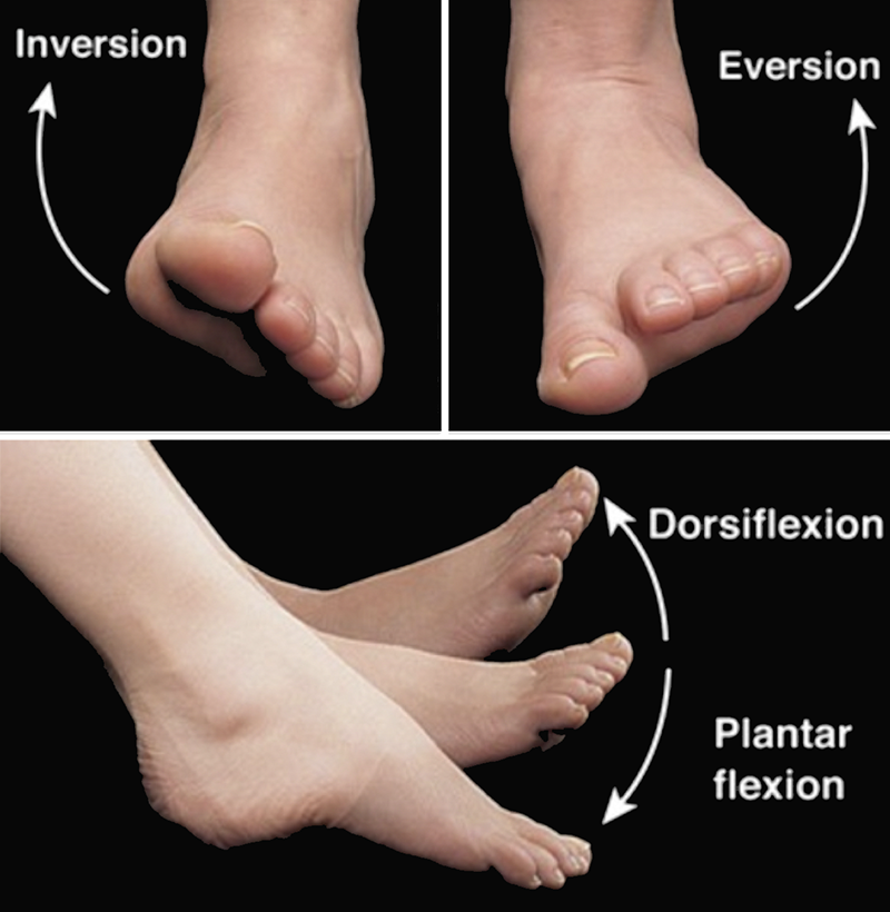 Movements at the ankle